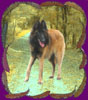 Brünhild 8 mois 2